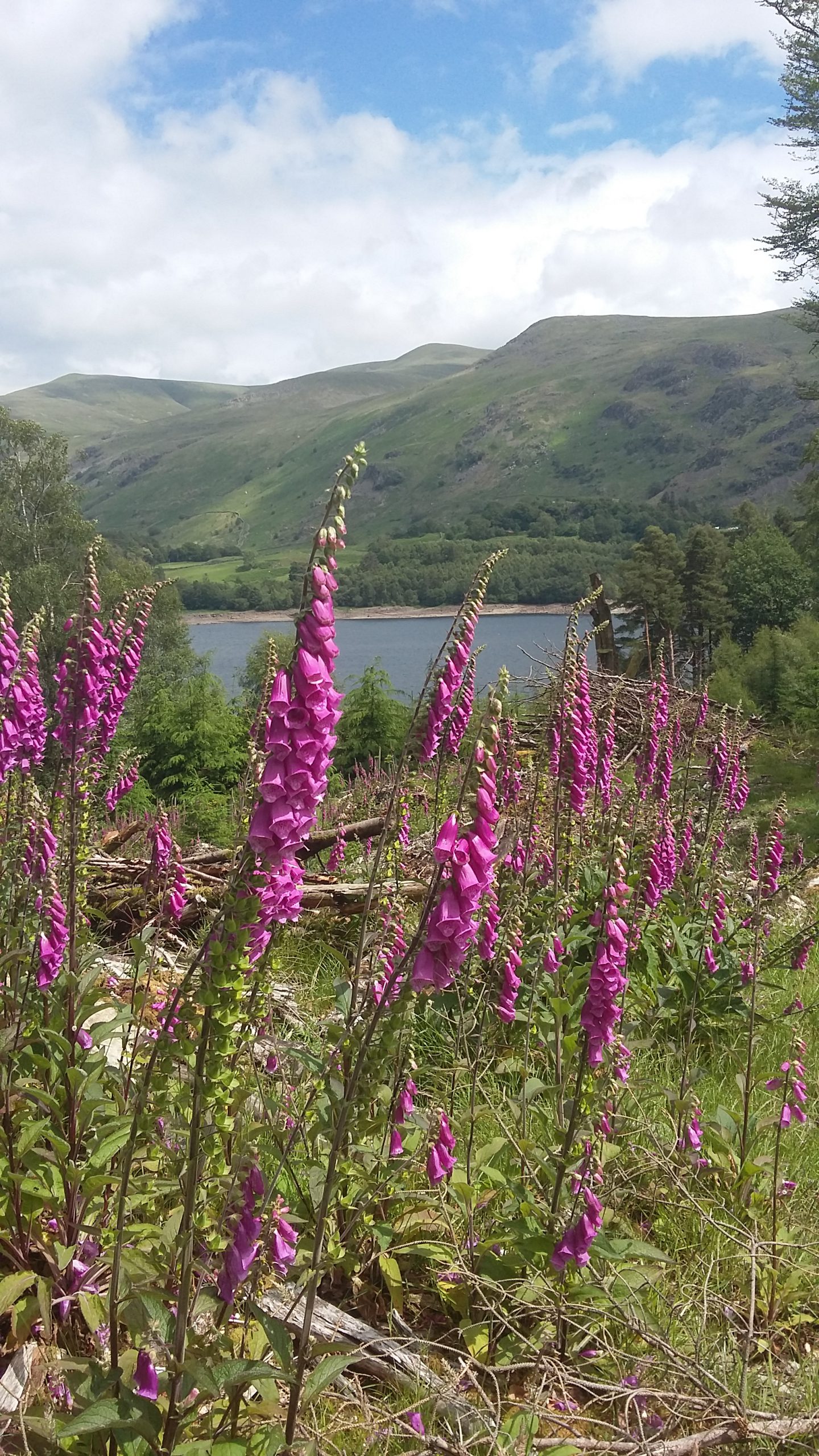 Natural flowers captured in Cumbria