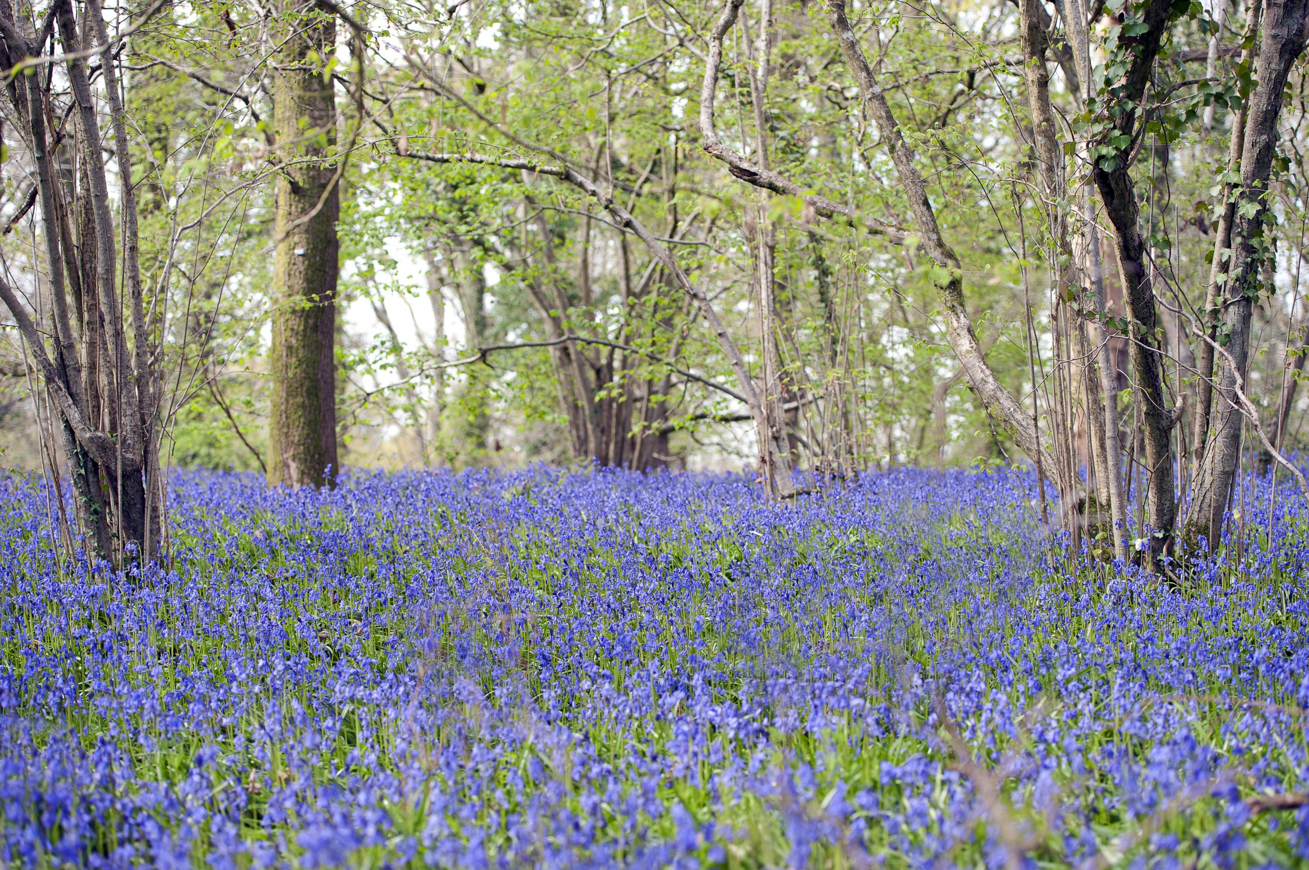 April abundance with a sea of flowering Bluebells in Pamhill, Wimborne, Dorset, England
