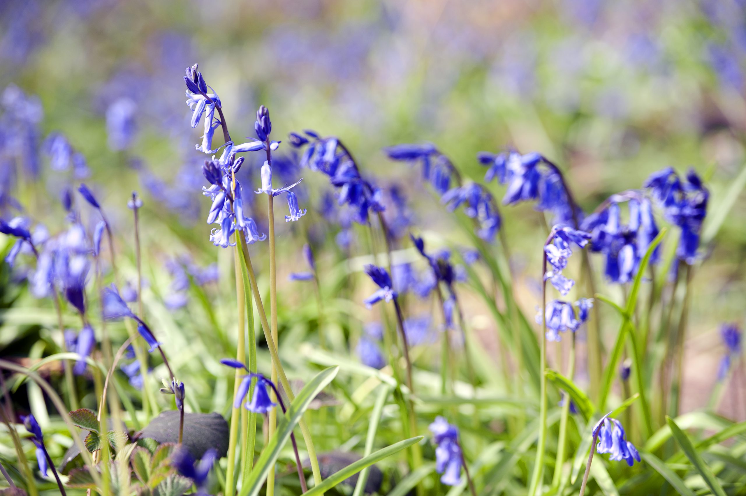 April arrangement of flowering Bluebells in Pamhill, Wimborne, Dorset, England